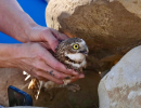 Rehabilitated Burrowing Owl Finds New Home in Goleta